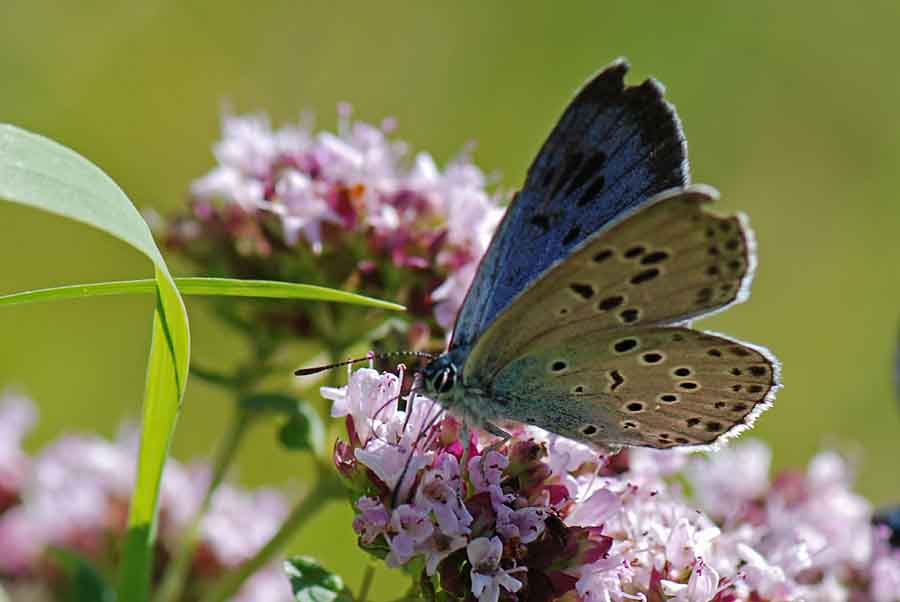 Maculinea arion? - Phengaris arion